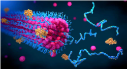 Neural Proteins & Peptides