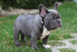 French Bulldog Breeders