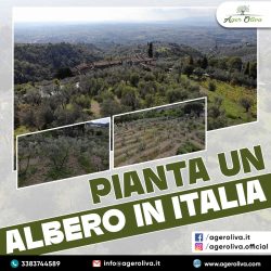 Pianta un Albero in Italia