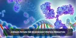 Recombinant Protein Synthesis