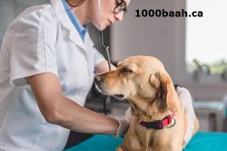 Vancouver pet dental care