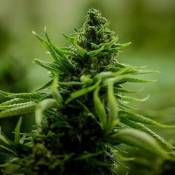 comprar semillas de marihuana online