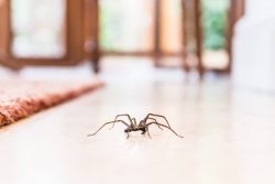 Spider Extermination Service Near Me