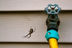 Professional Pest Control Exterminators Near Me