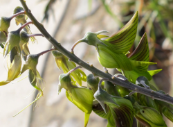 Rare Nursery Plants in Australia: Unique Greenery for Your Garden