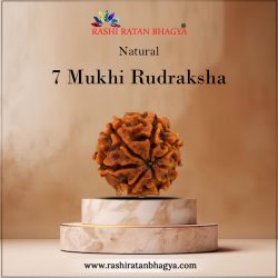 Buy 7 Mukhi Rudraksha Online in India Get A 10% Discount