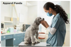 Vancouver pet dental care