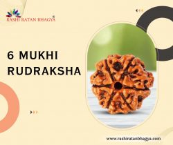 Shravan mah sale get 10% discount on entire 6 Mukhi Rudraksha Beads