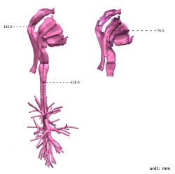 Respiratory Endoscope Training Model