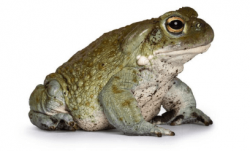 Bufo Retreats in California: Rediscover Inner Peace with Nektar Healing