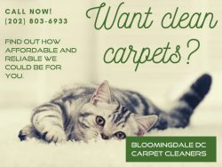 Affordable Carpet Cleaning Solutions – Bloomingdale DC Carpet Cleaners