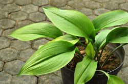 Explore Exquisite Mother-in-Law’s Tongue Plants