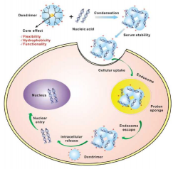 preclinical in vitro assays