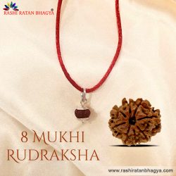 Shop Certified 8 Mukhi Rudraksha Online at The Best Price