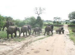 Breathtaking Serengeti Migration Safari