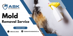 Expert Mold Eradication Services