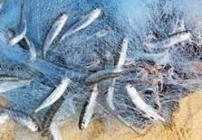 Fishing Net Manufacturers