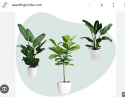 Succulents plants online india