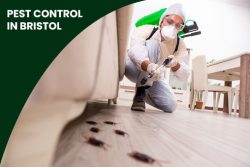 Our guarantee for the best pest control in Bristol