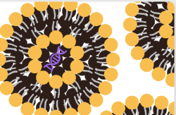 Custom Lipid Synthesis