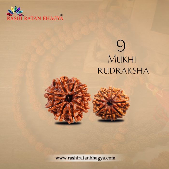 Buy 9 Mukhi Rudraksha Online at Rashi Ratan Bagya