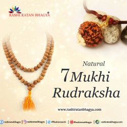 Buy 7 Mukhi Rudraksha From Rashi Ratan Bhagya At Genuine