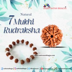 Buy 7 Mukhi Rudraksha Best price Online at Rashi Ratan Bagya