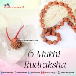 Buy 6 Mukhi Rudraksha Best price Online at Rashi Ratan Bagya