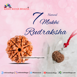 Buy 7 Mukhi Rudraksha Online at Rashi Ratan Bagya