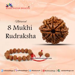 Original 8 Mukhi Rudraksha Online Best Price in India.