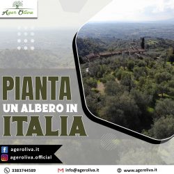 Pianta Un Albero in Italia