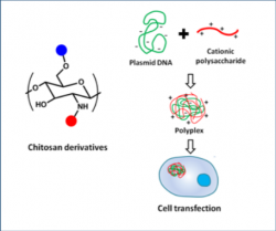 Development of Polyplexes as Gene Delivery System