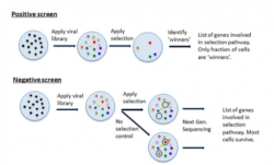 safety and toxicology analysis