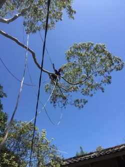 Professional Stump Grinding Sydney