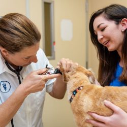 Animal Hospital Vancouver