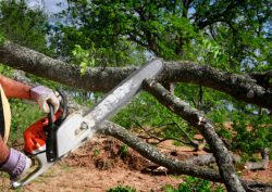 Tree Trimming Service Buffalo Ny