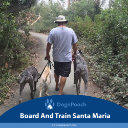 Board And Train Santa Maria