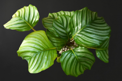 Calathea Orbifolia vs. Philodendron Gloriosum: A Leafy Showdown