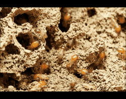 Residential Pest Treatment Ohio