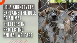 Lola Korneevets Explains The Role of Animal Shelters in Protecting Animal Welfare