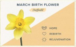 What is the March Birth flower & Stone?