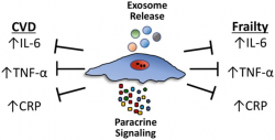 Stem Cells For Aging