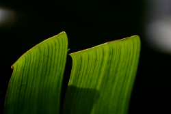 Strelitzia Nicolai | The Ultimate Guide to Growing and Caring