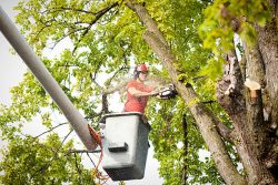 Tree Removal Service Buffalo NY