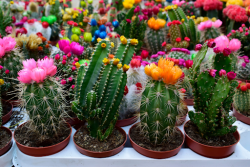 Bringing the Tropics to Your Doorstep: Croton Plant Delivery in Melbourne