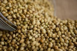 Uses of Coriander Seeds