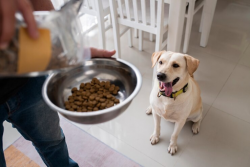 Which Is The Best Weight Management Food For Dogs?