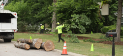 Rooted in Excellence: AKA Tree Service in Athens, GA