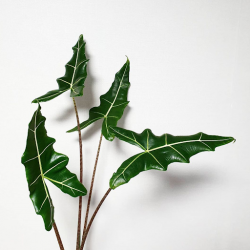 Alocasia Zebrina: Unveiling Nature’s Striped Masterpiece