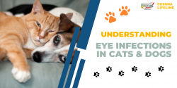 Understanding Eye Infections In Cats & Dogs
